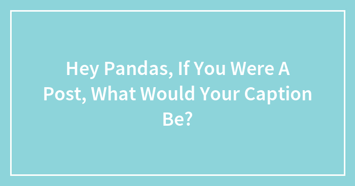 Hey Pandas, If You Were A Post, What Would Your Caption Be? (Closed)