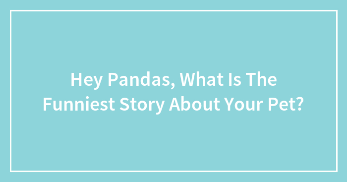 Hey Pandas, What Is The Funniest Story About Your Pet? (Closed)