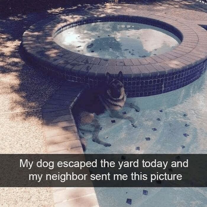 I Collected 18 Wholesome Dog Snaps That Might Make Your Day A Little Brighter