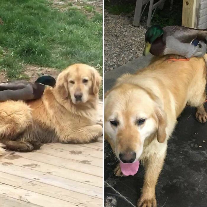 Wild Duck And Dog Meet Every Night For A Swim And Become Best Friends