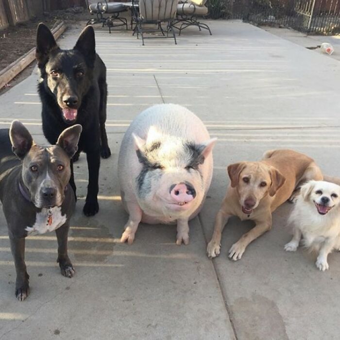 This Pig Grew Up With 5 Dog Siblings And Now Thinks He’s Just One Of Them