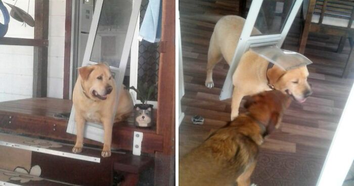 Chubby Dog Understands He Needs To Go On A Diet When He Gets Stuck In Doggy Door