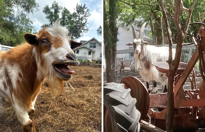 Rescue Goats And Sheep Living Their Best Life (37 Pics)