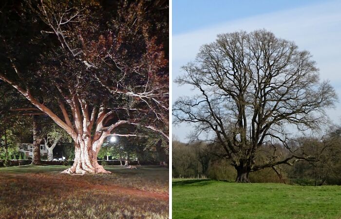 Hey Pandas, Show Us A Picture Of A Magnificent Tree You’ve Seen (Closed)