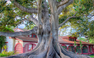 Person Maliciously Complies With Annoying Neighbor Who Kept Asking Them To Cut Down His Tree