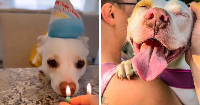 Heartwarming Story Of Man Rescuing Deaf Dogs And Throwing Them The Best Parties