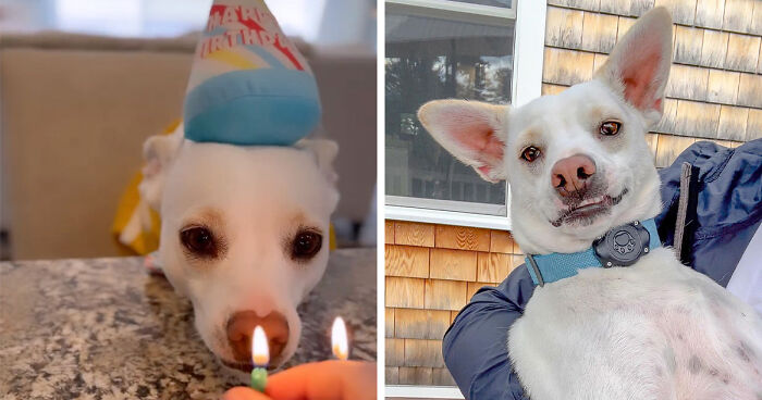 “Celebrating Them Is The Least We Can Do”: Guy Who Never Wanted A Dog Goes All Out For His Dogs’ B-Days