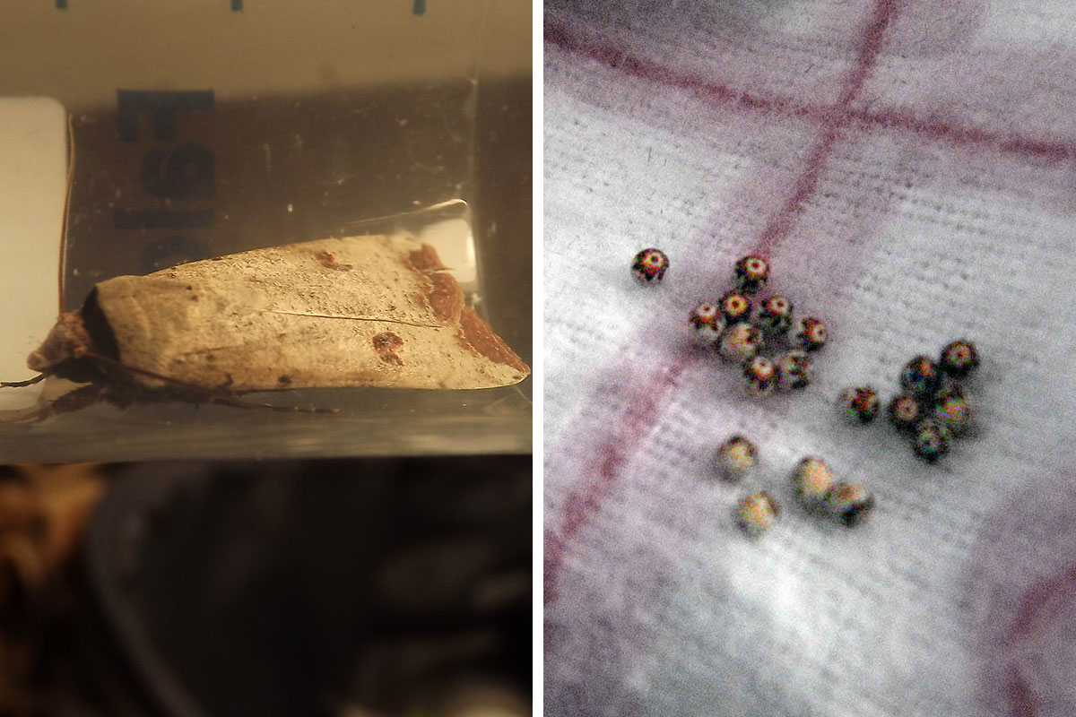 Blog - Are You Having A Hard Time With Pantry Moths In Everett?