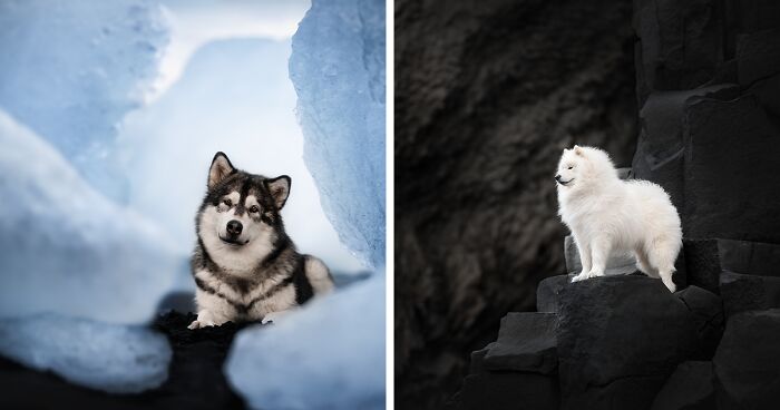 My 20 Dog Photographs Taken In Iceland's Majestic Landscapes