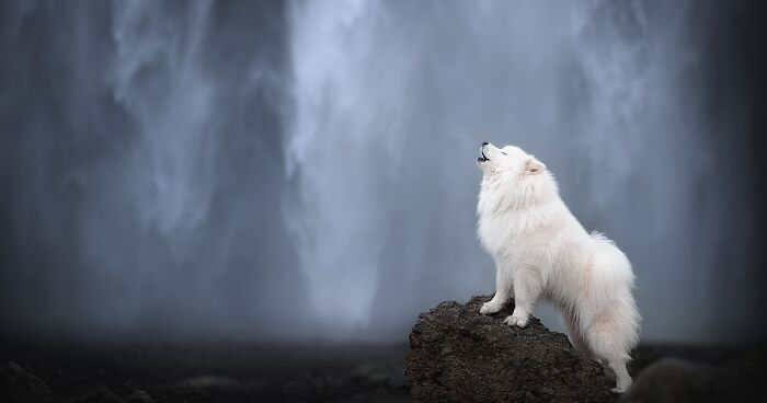 I Photographed Dogs In Iceland, Here Are 20 Of The Best Pics That I Took