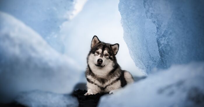 I Am A Dog Photographer And Here Are 20 Of My Best Shots Taken In Iceland