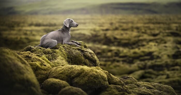 I Am A Dog Photographer And Here Are 20 Of My Best Shots Taken In Iceland