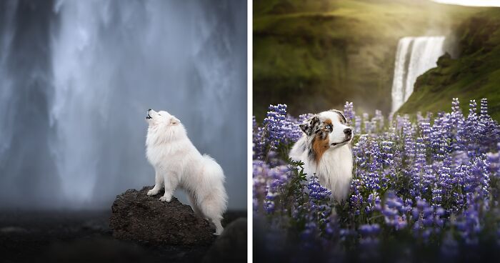 I Am A Dog Photographer And Here Are 20 Of My Best Shots Taken In Iceland