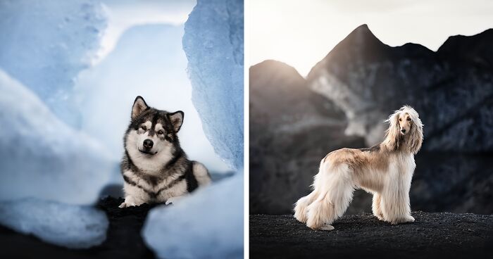 I Photographed Dogs In Iceland's Majestic Landscapes (20 Pics)