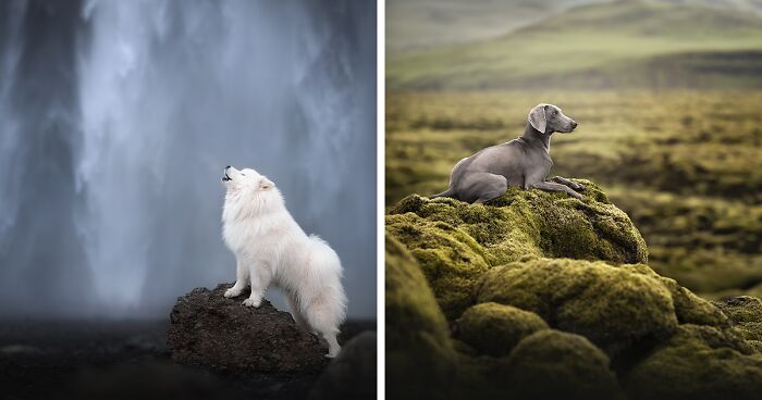 I Am A Dog Photographer And Here Are 20 Of My Best Shots Taken In Iceland