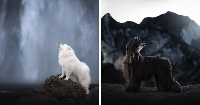 During My Trip To Iceland, I Photographed Dogs In Majestic Landscapes (20 Pics)