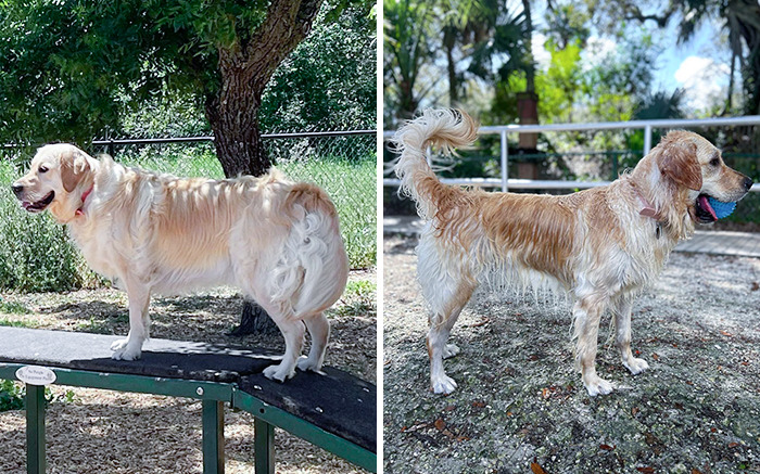 It’s Been About 8 Months Since Juno Got Fat-Shamed At The Vet And She’s Finally In Great Shape