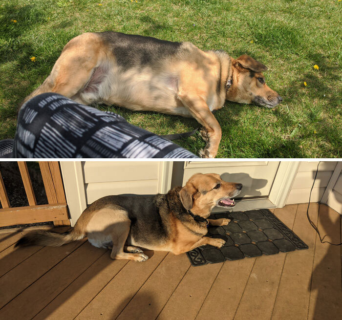 Marshall (80-65 Lbs)