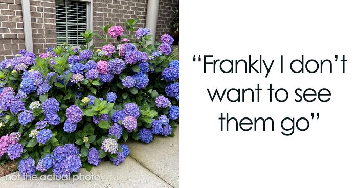 “They Are Part Of The Charm”: Woman Is Unwilling To Give Away Her Landscaping To Previous Owner