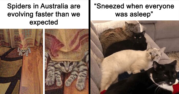 71 Cute And Funny Memes That Capture The Essence Of Cats