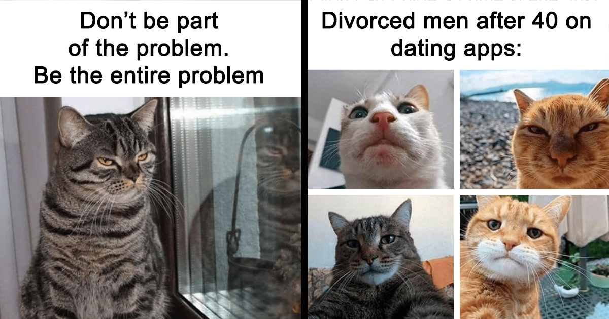 50 Hilarious Cat Memes From Happycat318 Instagram Account We’re ...