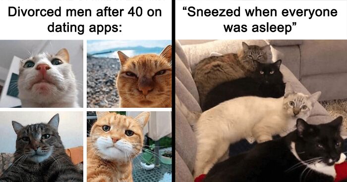 50 Hilarious Cat Memes From Happycat318 Instagram Account We’re Obsessed With