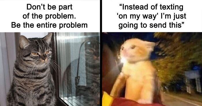 50 Hilarious Cat Memes From Happycat318 Instagram Account We’re Obsessed With