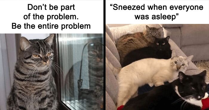 This Instagram Account Is For Cat Memes Only, And Here Are 71 Of The Best Ones