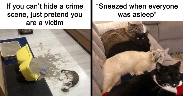 71 Of The Best Cat Memes From This Instagram Account