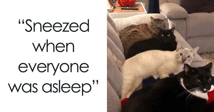 50 Hilarious Cat Memes From Happycat318 Instagram Account We’re Obsessed With