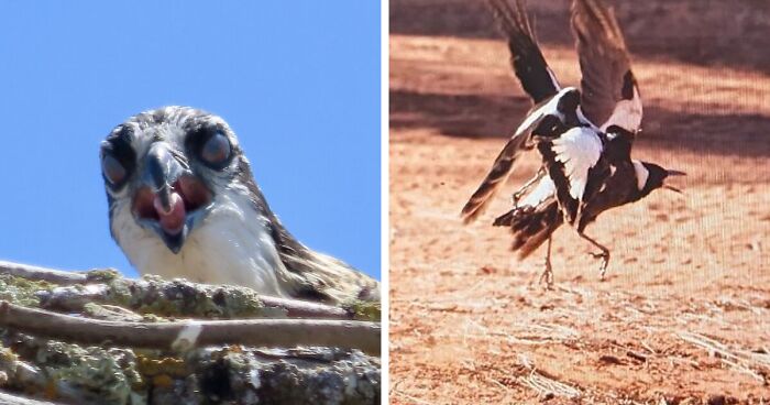 74 Hilarious Attempts At Capturing Beautiful Bird Pics Gone Wrong (New Pics)