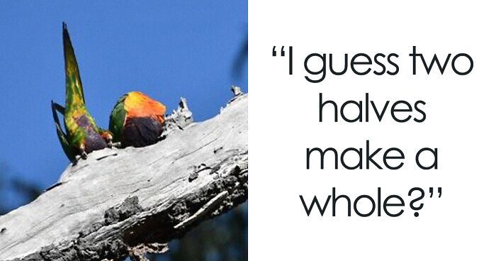 74 Times People Tried To Get Beautiful Bird Pics But It Went Horribly Wrong (New Pics)