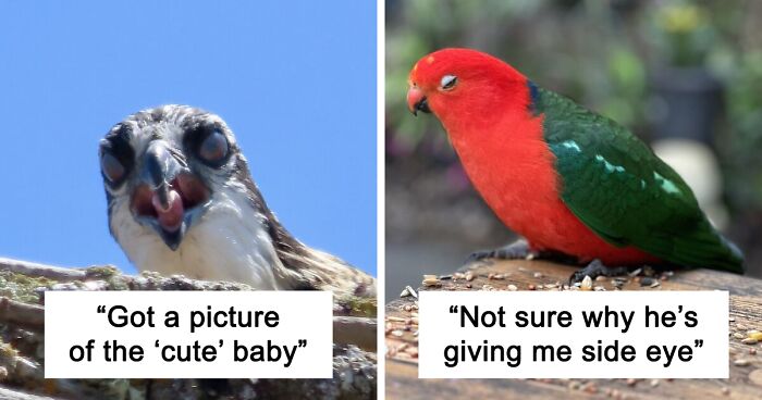 74 Bird Photographs That Didn’t Go As Expected And Turned Out To Be Hilarious (New Pics)