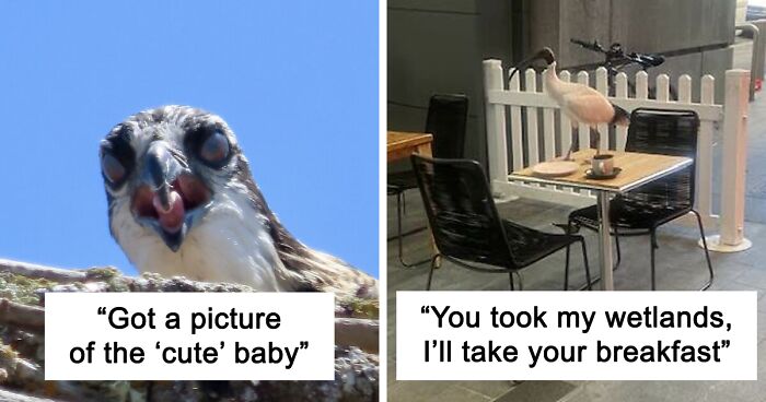 74 Bird Photos That Went Hilariously Wrong As Shared In This Facebook Group (New Pics)