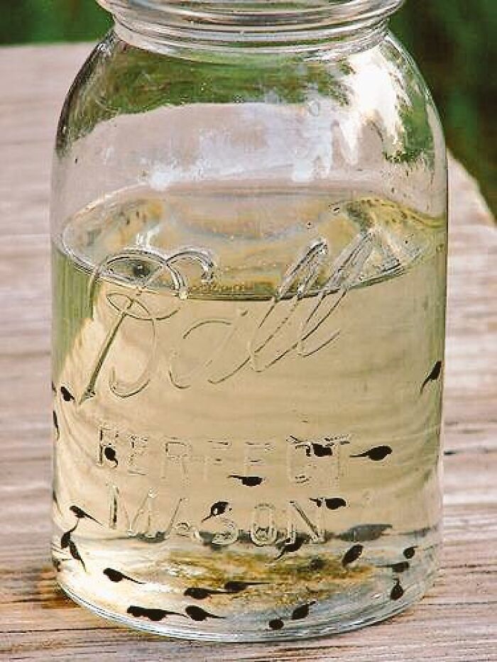 Did You Ever Get Some Tadpoles?