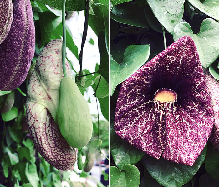 Found The Strangest Vine Growing On A Fence Just Off Melrose Today. Starts Out With Weird Pods That Look Totally Alien, Then Bloom Into These UFO Flowers