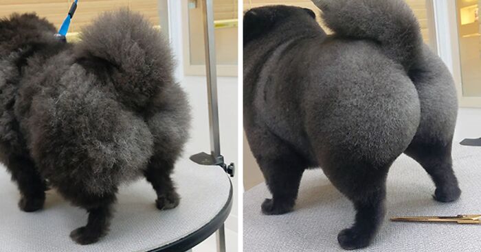 30 Before And After Images Of Dogs That Went To This Pet Grooming Salon In Korea