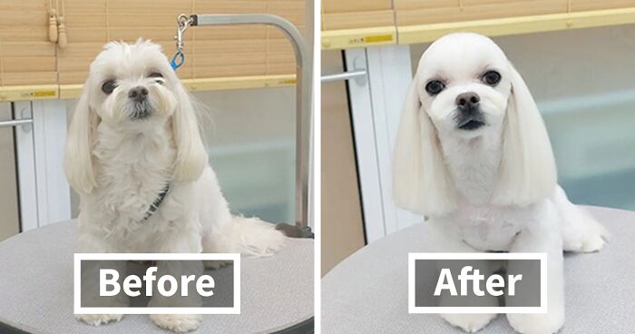 Korean Pet Stylist Takes Internet By Storm With Adorable Dog Makeovers (30 Pics)