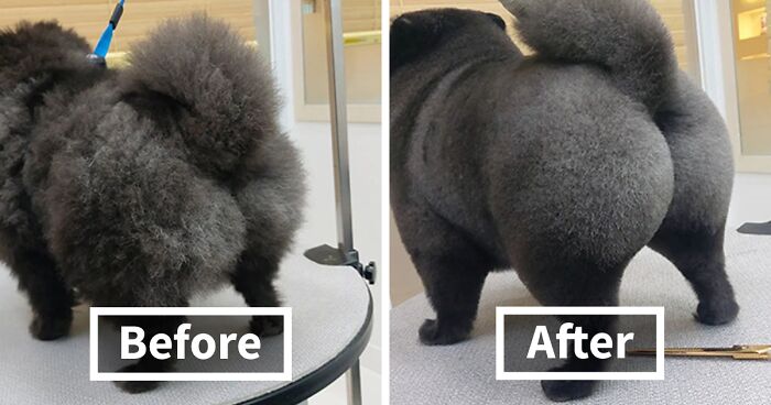 30 Dog Styling Transformations Done By This Pet Groomer In Korea