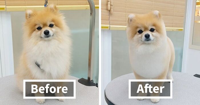 In Korea, A Dog Grooming Salon Goes Viral For ‘Cute’ Styling Transformations Performed On Its Customers (30 Pics)