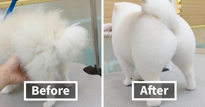 In Korea, A Dog Grooming Salon Goes Viral For ‘Cute’ Styling Transformations Performed On Its Customers (30 Pics)