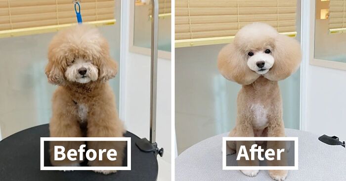 30 Cutest Dog Makeovers Done In Korea By This Skilled Grooming Artist