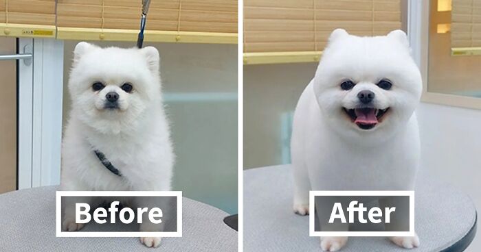 In Korea, A Dog Grooming Salon Goes Viral For ‘Cute’ Styling Transformations Performed On Its Customers (30 Pics)