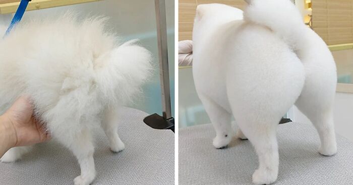 This Dog Grooming Salon In Korea Performs Cute Pet Makeovers, Here Are 30 Of The Best Ones