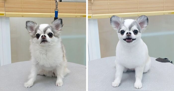 This Korean Pet Stylist Performs Adorable Dog Grooming Transformations (30 Pics)