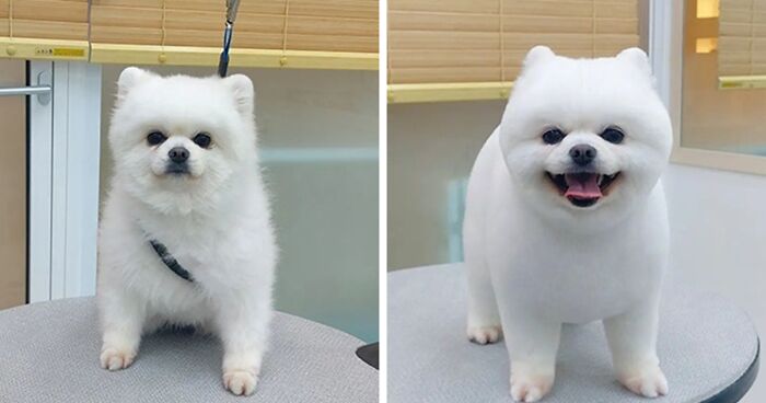 In Korea, A Dog Grooming Salon Goes Viral For ‘Cute’ Styling Transformations Performed On Its Customers (30 Pics)