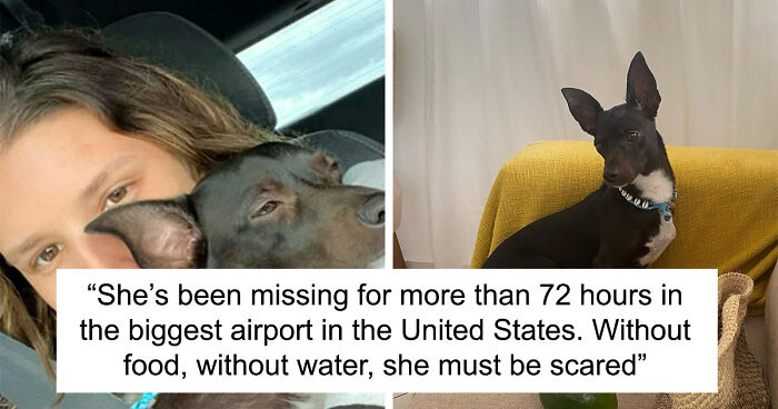 Woman Shares Anguish Over Delta Airlines Losing Her Beloved Pooch In Atlanta Airport