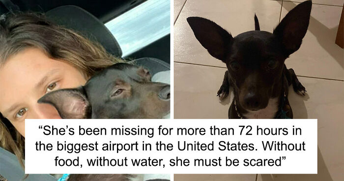 Pet Owner’s Worst Nightmare As Woman’s Dog Goes Missing At The Airport