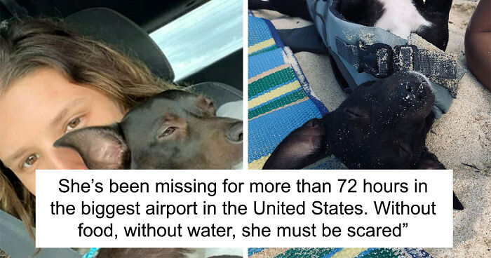 Dog Owner Desperately Pleads To Help Find Her Dog After She Went Missing At The Airport