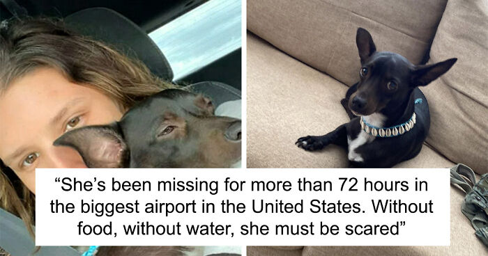 Woman Claims Airline Misplaced Her Beloved Dog At Atlanta Airport